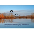 Jahreslosung 2019 - (Poster A3) Motiv „Wildgänse“